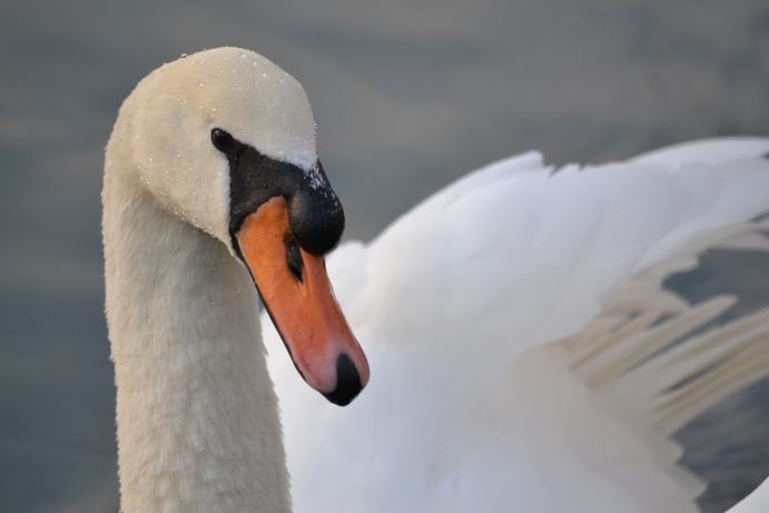 Cigno reale - Cygnus olor  &  Cigno nero - Cygnus atratus